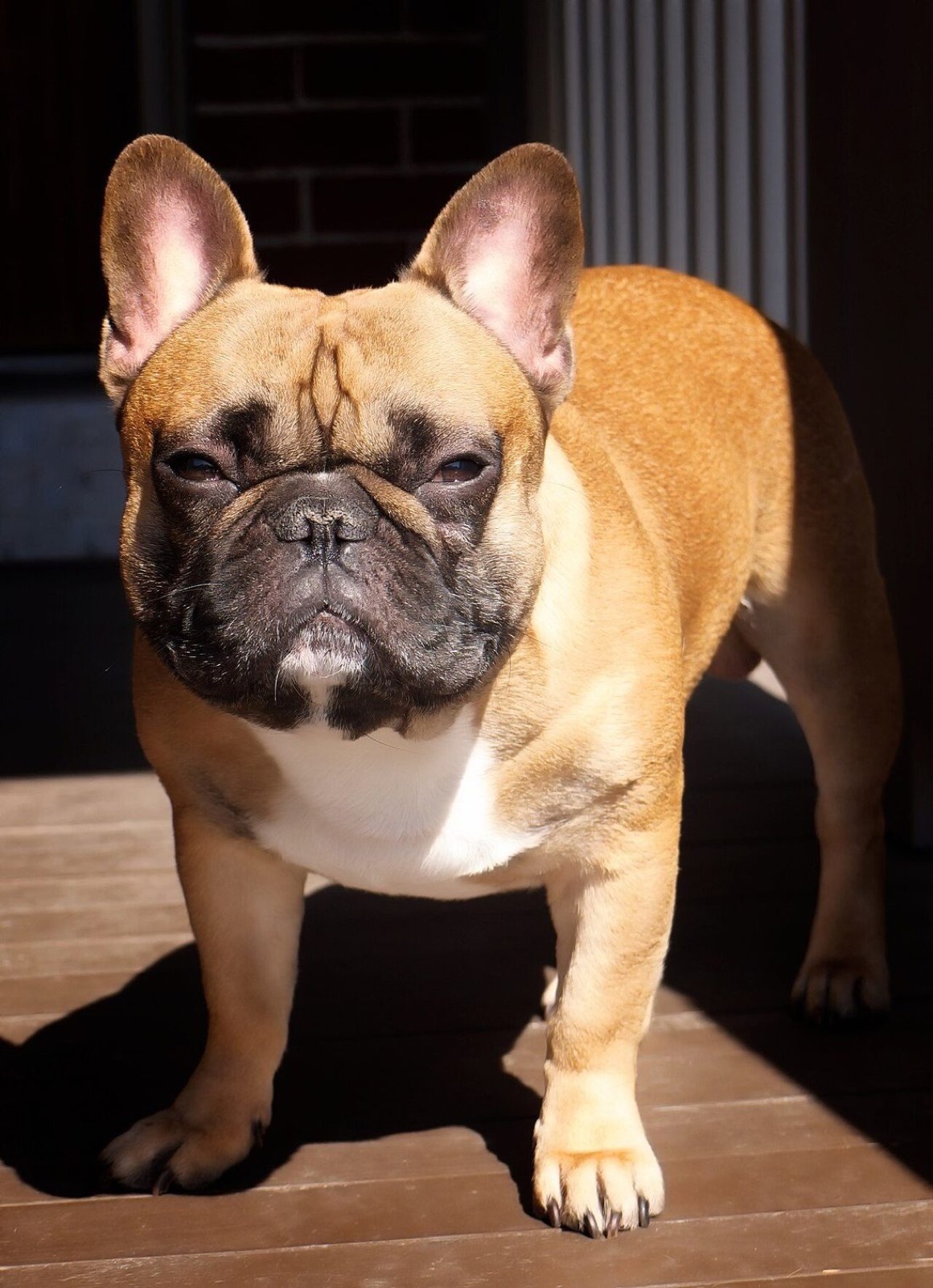 Banks, a fawn French Bulldog with a black mask, standing square on a sunny front porch