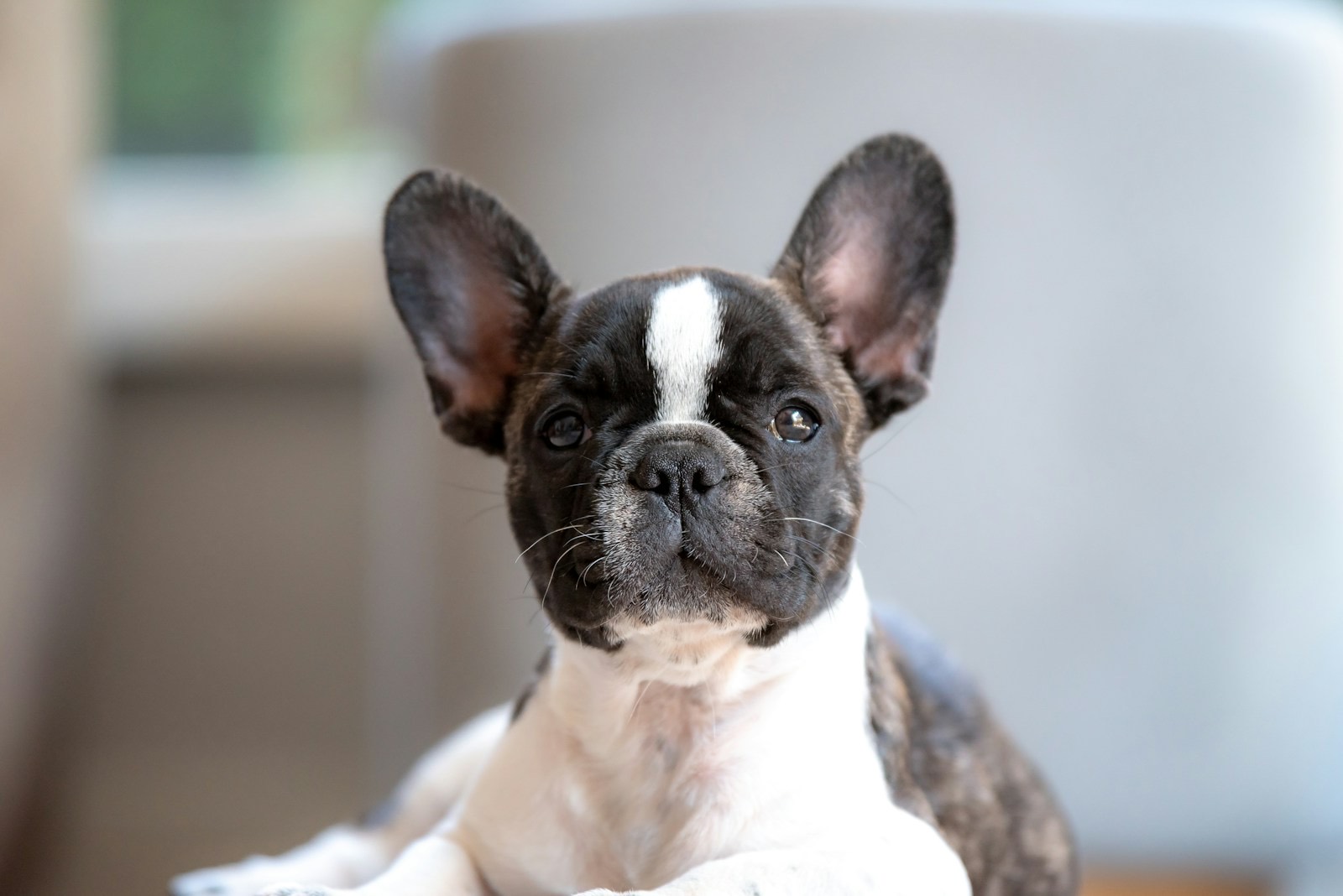 Bishop, a brindle pied French Bulldog puppy with a white blaze, looking at the camera