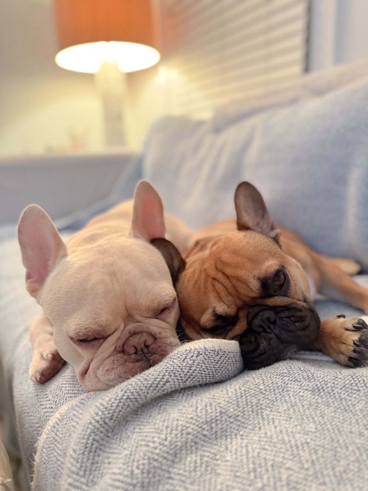 Two French Bulldogs, one cream and one fawn, asleep side by side on a pale blue couch