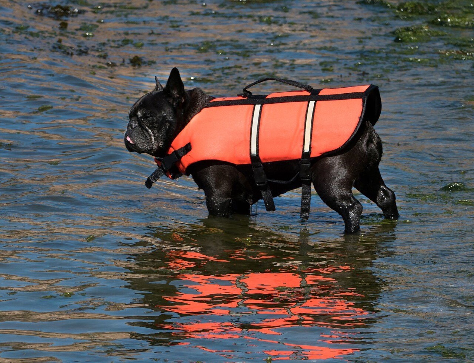 Dune, a black French Bulldog in an orange life jacket, wading through shallow water
