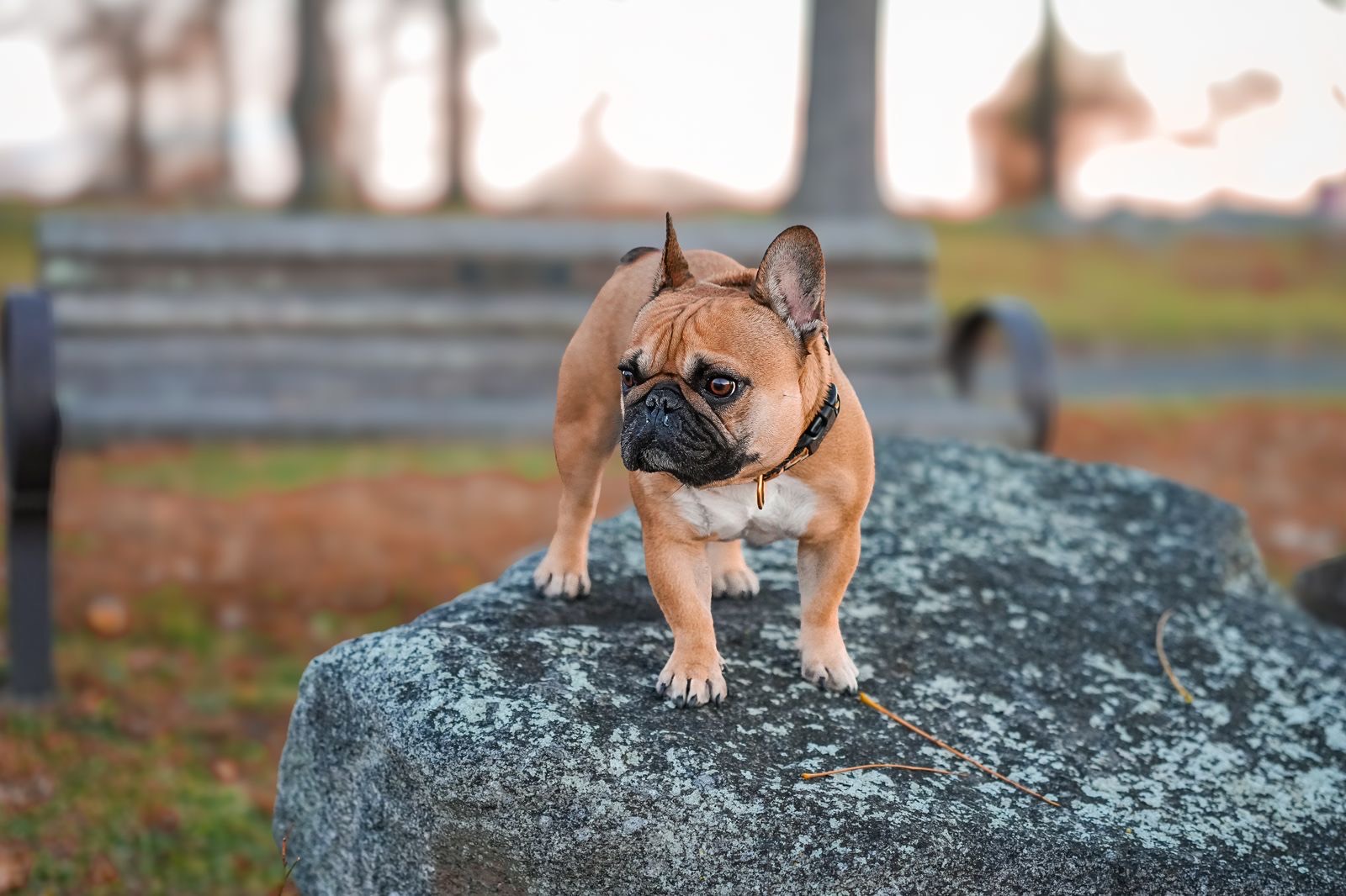 A red fawn French Bulldog standing tall on a granite boulder at golden hour