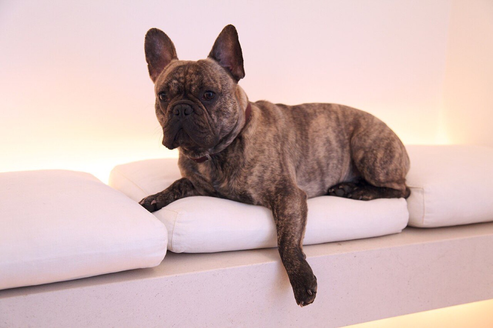 A brindle French Bulldog lounging on white cushions in soft pink light