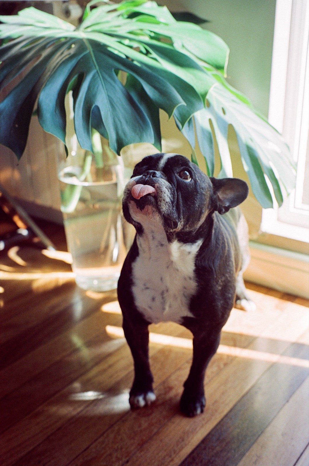 Isla, a brindle pied French Bulldog, standing on a sunlit hardwood floor beside a monstera plant