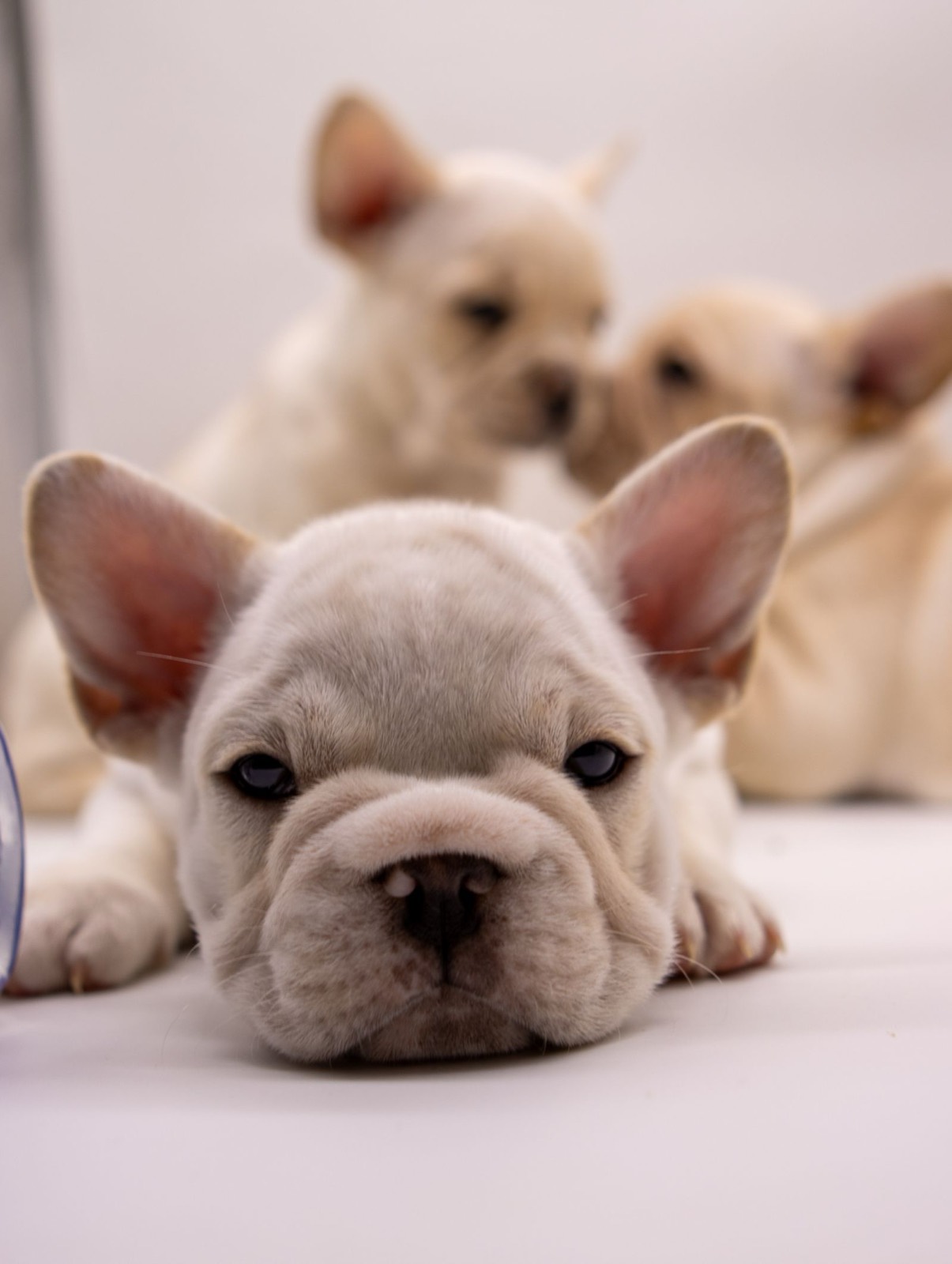 Three cream French Bulldog puppies piled together, the nearest resting its chin on the floor
