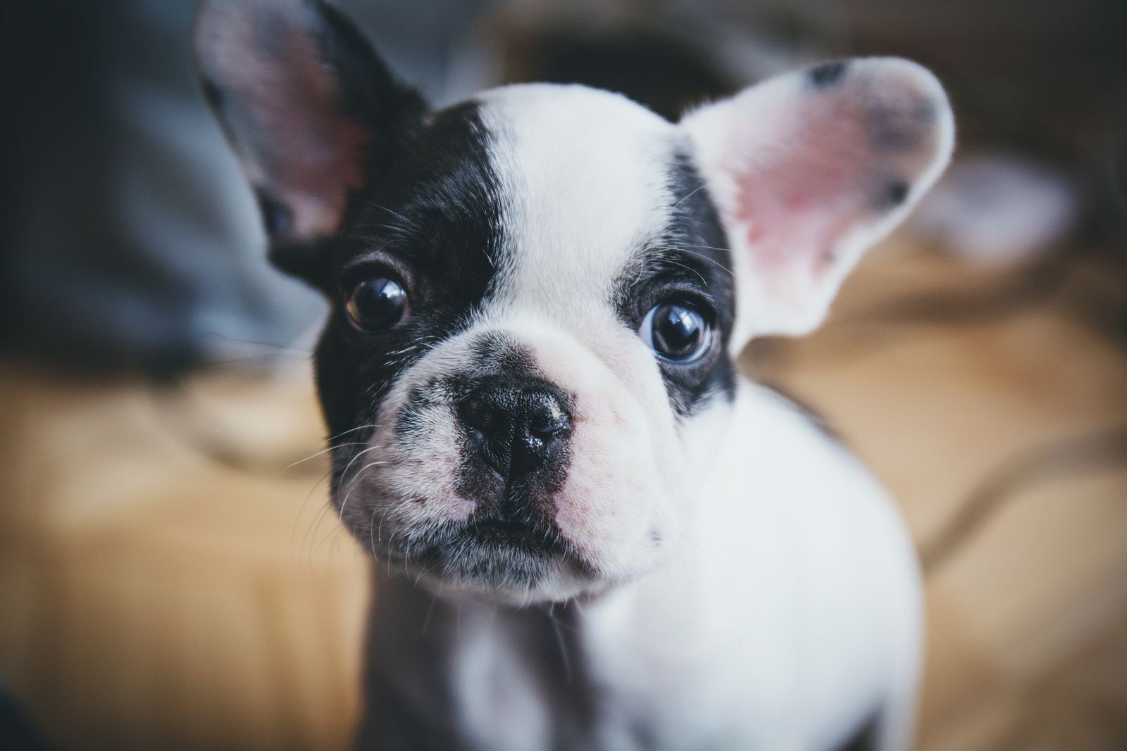 A pied French Bulldog puppy looking straight into the camera, one ear tipped