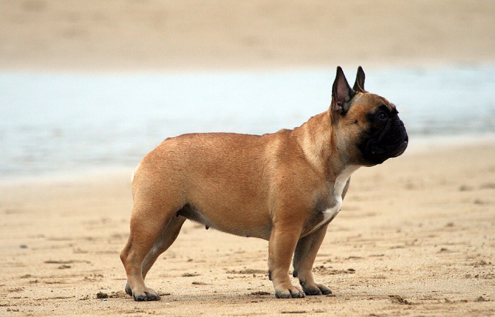 A fawn French Bulldog standing in profile on wet sand, watching the water