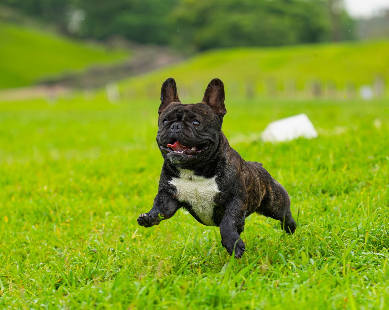 A brindle French Bulldog mid-sprint across green grass, ears up and tongue out